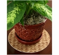 Drymate Plant Coasters. Light Green Bamboo Weave Print.